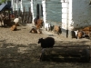 20140511_excursion_pairidaiza_007