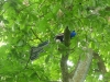 20140511_excursion_pairidaiza_010