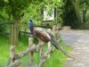 20140511_excursion_pairidaiza_011