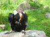 20140511_excursion_pairidaiza_017