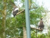 20140511_excursion_pairidaiza_020