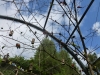 20140511_excursion_pairidaiza_023