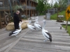 20140511_excursion_pairidaiza_026