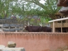 20140511_excursion_pairidaiza_028