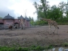 20140511_excursion_pairidaiza_030