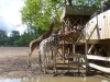 20140511_excursion_pairidaiza_032