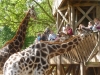 20140511_excursion_pairidaiza_033