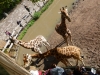 20140511_excursion_pairidaiza_034