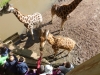 20140511_excursion_pairidaiza_035