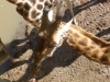 20140511_excursion_pairidaiza_036
