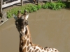 20140511_excursion_pairidaiza_037
