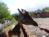 20140511_excursion_pairidaiza_038