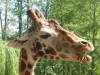 20140511_excursion_pairidaiza_041