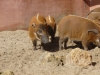 20140511_excursion_pairidaiza_044