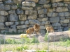20140511_excursion_pairidaiza_045