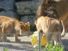 20140511_excursion_pairidaiza_046