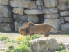 20140511_excursion_pairidaiza_047