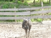 20140511_excursion_pairidaiza_049