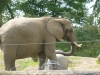 20140511_excursion_pairidaiza_053