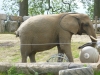 20140511_excursion_pairidaiza_054