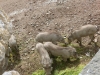 20140511_excursion_pairidaiza_057