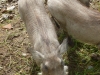 20140511_excursion_pairidaiza_058