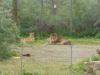 20140511_excursion_pairidaiza_062