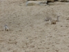 20140511_excursion_pairidaiza_063