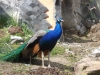 20140511_excursion_pairidaiza_071