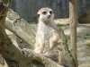 20140511_excursion_pairidaiza_077