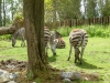 20140511_excursion_pairidaiza_084