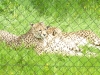 20140511_excursion_pairidaiza_086