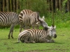 20140511_excursion_pairidaiza_087
