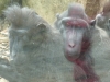 20140511_excursion_pairidaiza_089