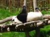 20140511_excursion_pairidaiza_092