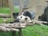 20140511_excursion_pairidaiza_093