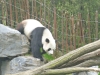 20140511_excursion_pairidaiza_095