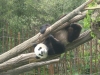 20140511_excursion_pairidaiza_096