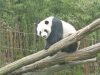 20140511_excursion_pairidaiza_098