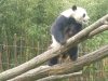 20140511_excursion_pairidaiza_099