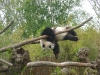20140511_excursion_pairidaiza_104