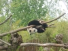 20140511_excursion_pairidaiza_107