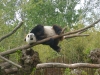 20140511_excursion_pairidaiza_110