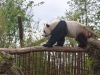 20140511_excursion_pairidaiza_112