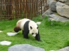 20140511_excursion_pairidaiza_113