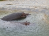 20140511_excursion_pairidaiza_117