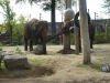 20180909_PairiDaiza-023