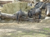 20180909_PairiDaiza-036