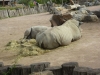 20180909_PairiDaiza-050
