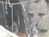 20180909_PairiDaiza-057